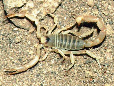 Фото Скорпион пустынный волосатый, или Гадру­рус​ Hadrurus arizo­nensis  (photo#126908)