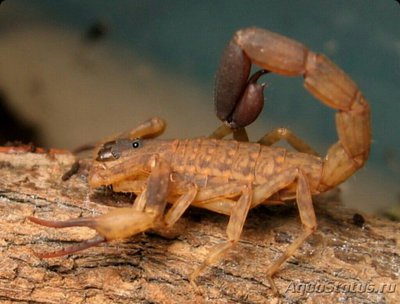 Фото Скорпион китайский водоплавающий​ Lychas mucronatus  (photo#126914)