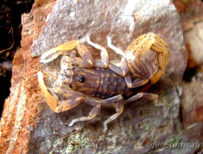 Скорпион индийский партеногенетический (Lychas​ tricarinatus)