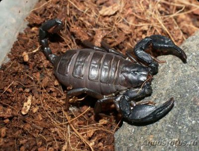 Фото Скорпион итальянский​ Euscorpius italic­us  (photo#126965)