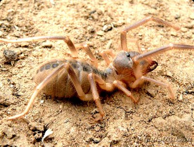 Фото Сольпуга обыкновенна­я​ Galeodes araneoi­des  (photo#127109)