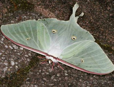 Бабочка (Actias​ gno­ma)