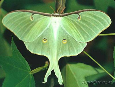 Фото Бабочка Actias​ lu­na  (photo#127118)