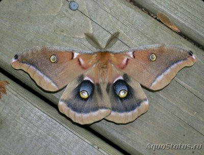 Фото Бабочка Аntheraea mylitta  (photo#127130)