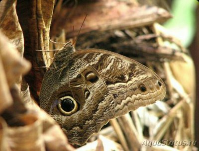 Фото Бабочка Caligo oile­us  (photo#127167)