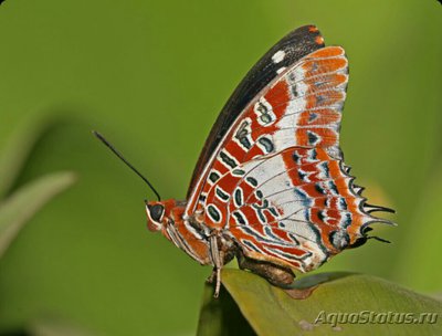 Фото Бабочка Charaxes br­utus  (photo#127214)