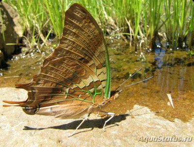 Фото Бабочка Charaxes candiope  (photo#127225)