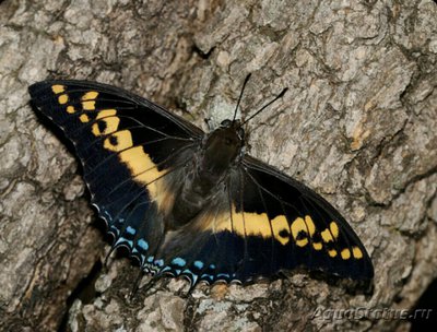 Фото Бабочка Charaxes castor  (photo#127228)