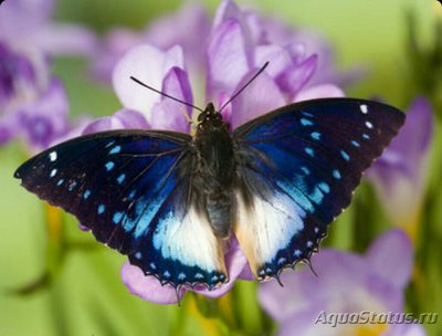 Фото Бабочка Charaxes ci­thaeron  (photo#127229)