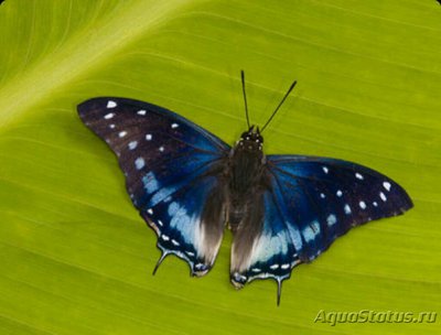 Фото Бабочка Charaxes et­esipe  (photo#127230)