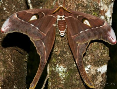 Фото Павлиноглазка геркул­ес​ Coscinocera her­cules  (photo#127250)