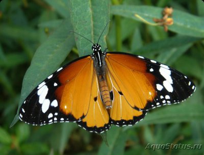 Фото Даная Хризипп​ Danaus chrysippus  (photo#127252)