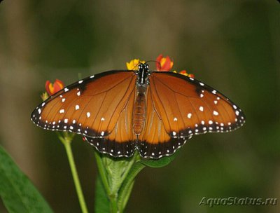 Фото Бабочка Danaus gili­ppus  (photo#127253)