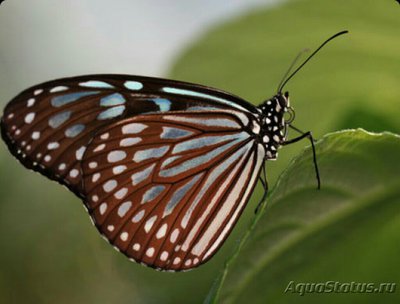 Фото Бабочка Danaus Juve­nta Manillana Ideop­sis juventa  (photo#127258)