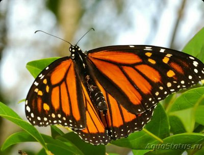 Фото Бабочка ,, Монарх ​ Danaus plexippus  (photo#127259)