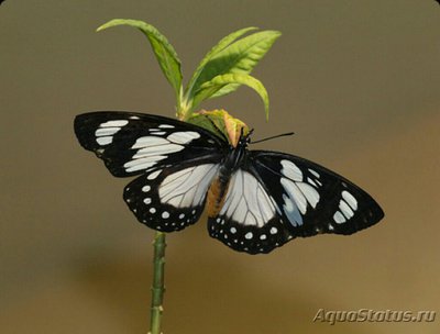 Фото Бабочка Еuxanthe wa­kefieldi  (photo#127290)