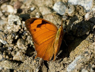 Фото Бабочка Fountainea glycerium  (photo#127291)