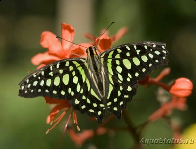 Фото Бабочка Graphium ag­amemnon  (photo#127296)