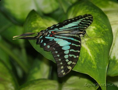 Фото Бабочка Graphium​ antheus  (photo#127298)