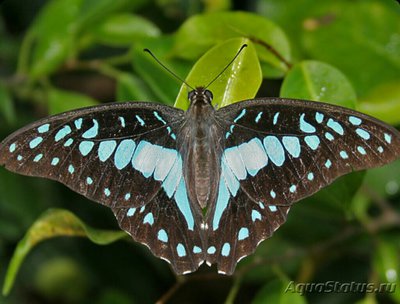 Фото Бабочка Graphium do­son  (photo#127310)