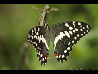 Фото Бабочка Graphium le­onidas  (photo#127311)