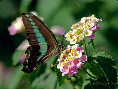 Фото Бабочка Graphium sa­rpedon  (photo#127313)