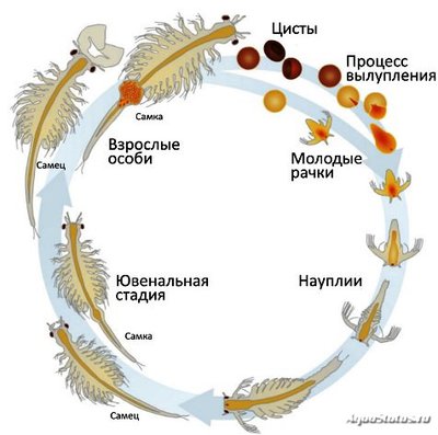 Подводный Романтик. Мой аквариум Fluval Roma 120 литров (Zlatka)