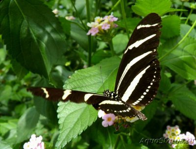 Фото Бабочка Heliconius charitonius  (photo#127329)