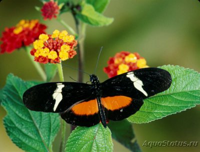 Фото Бабочка Heliconius clysonimus  (photo#127400)