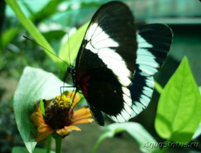 Фото Бабочка Heliconius cydno  (photo#127401)