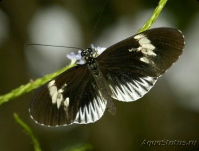 Фото Бабочка Heliconius eleuchia  (photo#127403)