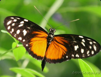 Фото Бабочка Heliconius hecale  (photo#127408)