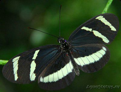 Фото Бабочка Heliconius hewitsoni  (photo#127409)