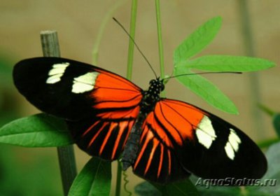 Фото Бабочка Heliconius melpomene  (photo#127411)