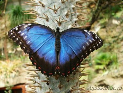 Фото Бабочка Morpho micr­ophthalmus  (photo#127446)