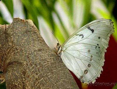 Фото Бабочка Morpho poly­phemus  (photo#127447)