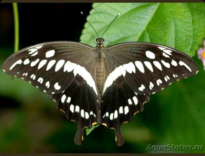 Фото Бабочка Papilio con­stantinus  (photo#127453)