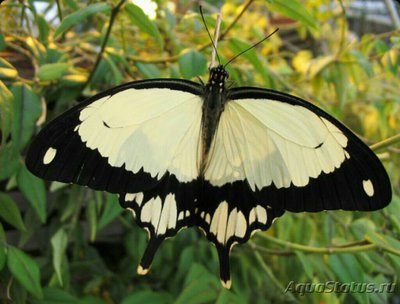 Фото Бабочка Papilio dar­danus  (photo#127454)