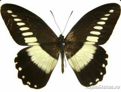 Фото Бабочка Papilio ech­erioides  (photo#127464)