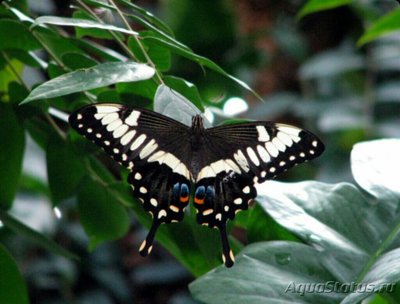 Фото Бабочка Papilio oph­idicephalus  (photo#127475)