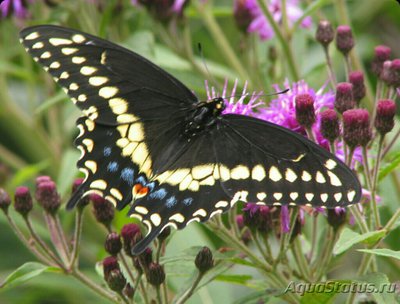 Фото Бабочка Papilio pol­yxenes  (photo#127484)