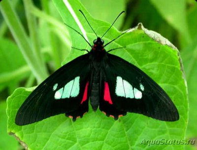 Фото Бабочка Parides arc­as  (photo#127487)