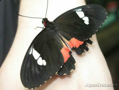 Фото Бабочка Parides iph­idamas  (photo#127491)