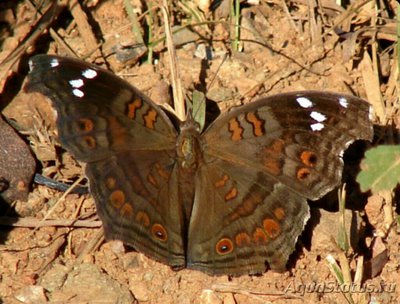 Фото Бабочка Junonia na­talica Precis natali­ca  (photo#127498)