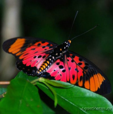 Фото Бабочка Pseudacraea boisduvali  (photo#127502)