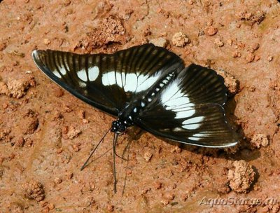 Фото Бабочка Pseudacraea lucretia  (photo#127503)