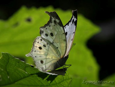 Фото Бабочка Protogoniom­orpha Salamis anac­ardii  (photo#127512)