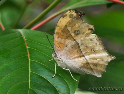 Фото Бабочка Protogoniom­orpha Salamis parh­assus  (photo#127516)