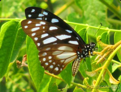 Фото Бабочка Tirumala pe­tiverana  (photo#127524)