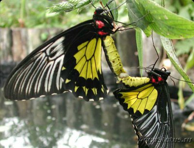 Орнитоптера золотист­ая , или Золотая пти­цекрылка​ Troides rhadamantus - photo_editor_ds_1600234016656.jpg